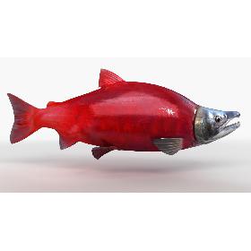 Sockeye Salmon (Animated)